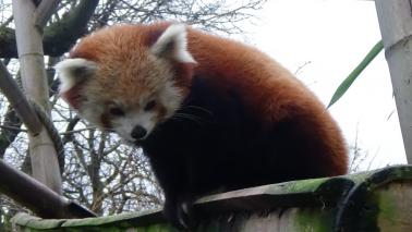 Ailurus fulgens menagerie 1