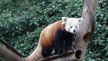 Ailurus fulgens menagerie 2