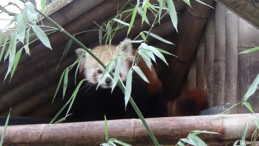 Ailurus fulgens menagerie 4