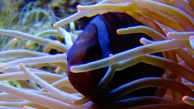 Amphiprion frenatus wiki 3