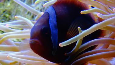 Amphiprion frenatus wiki 4