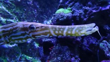 Aulostomus chinensis wiki 2