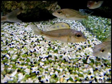 Calochromis 2