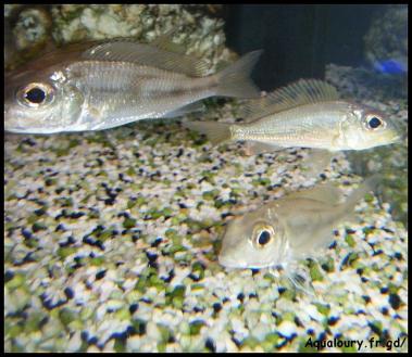 Calochromis 3