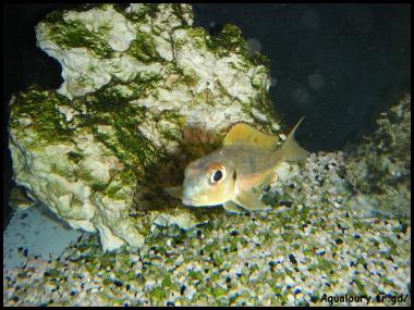 Calochromis 6