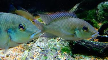 Chromidotilapia sp 4