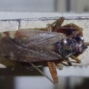 Closterotomus fulvomaculatus 2 