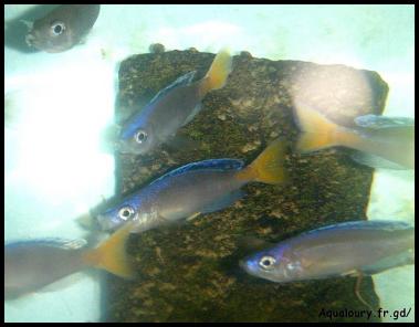 Cyprichromis leptosoma 3