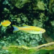 Danio choprae celestichthys choprae 2 