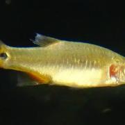 Danio erythromicron 1 