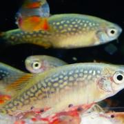 Danio margaritatus 4 