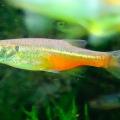 Devario sondhii 3 