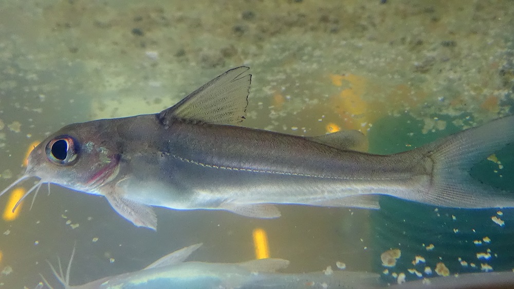 Machoirons : Poisson Chat de Mer – La fraîcheur de L'Afrique dans votre  assiette!