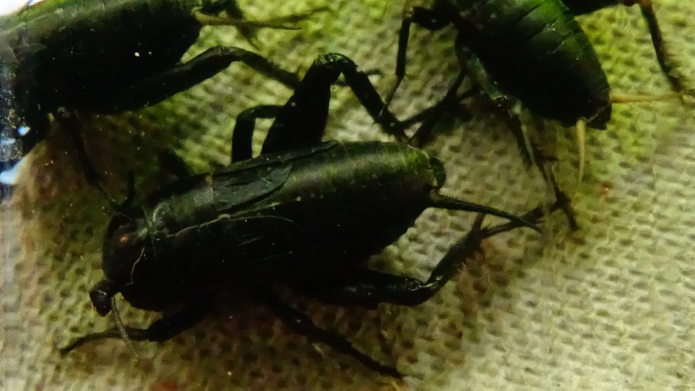 Grillons Noir - (Gryllus bimaculatus)