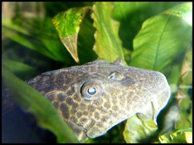 Hypostomus plecostomus 2