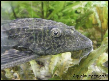 Hypostomus plecostomus 3