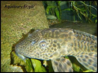 Hypostomus plecostomus 4