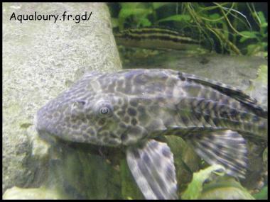 Hypostomus plecostomus 5