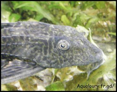 Hypostomus plecostomus 6