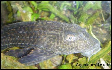 Hypostomus plecostomus 8