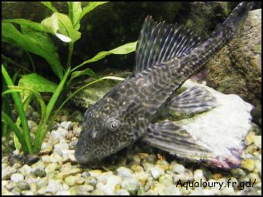 Hypostomus plecostomus 9