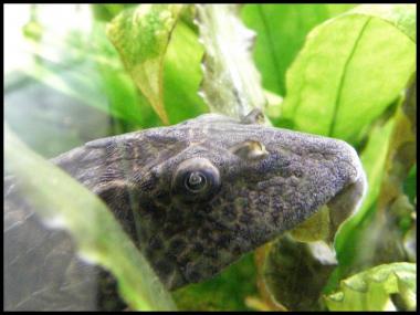 Hypostomus plecostomus