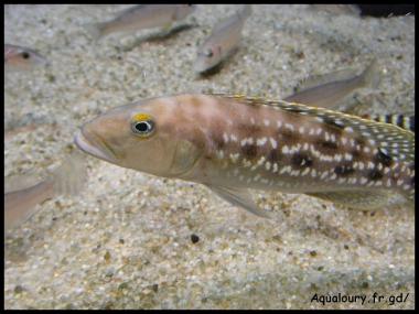 Lepidiolamprologus sp elongatus