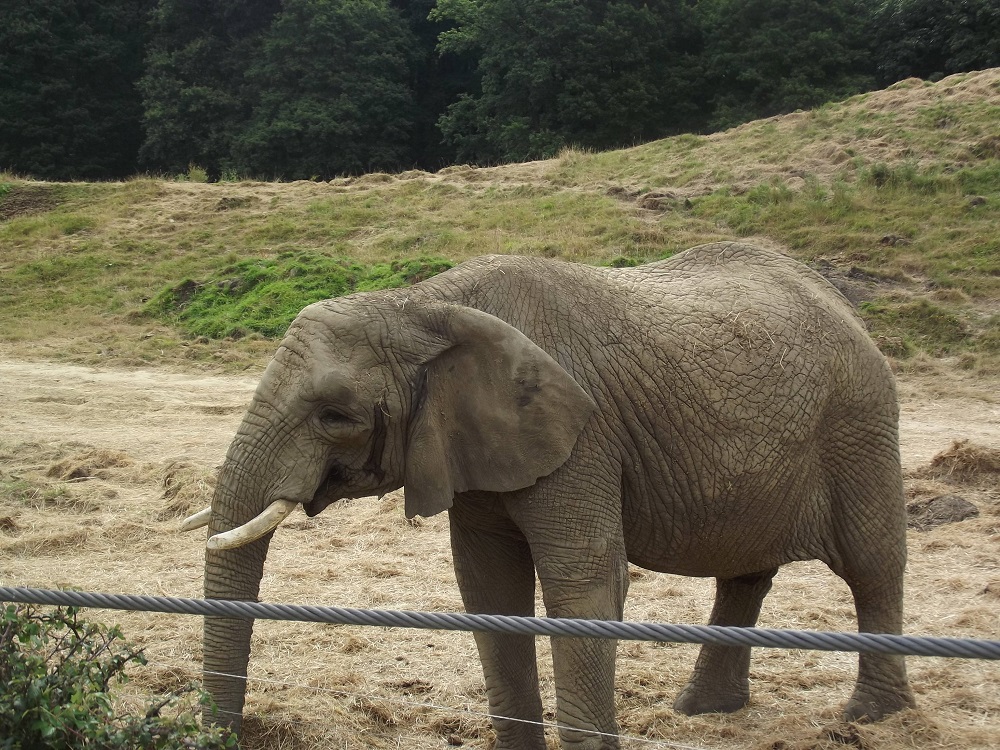 Loxodonta africana (éléphant de savane)