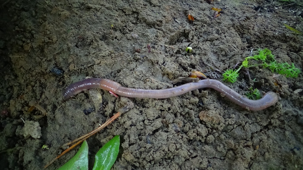 Lumbricus terrestris Linnaeus, 1758 - Lombric commun, Ver de terre  commun-Présentation