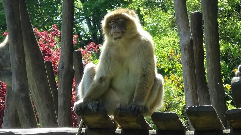 Poster en cadre Singe magot ous macaque berbère (Macaca sylvanus) 