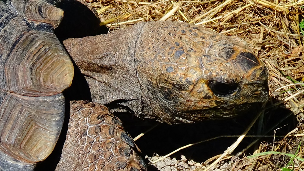 Quelques individus de la tortue terrestre Manouria impressa vus à