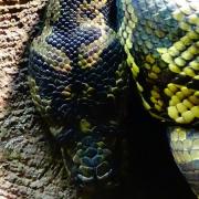 Morelia spilota cheynei 2 