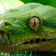 Morelia viridis 1