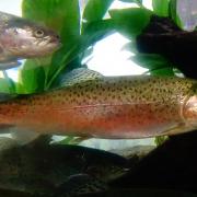 Oncorhynchus mykiss 1 