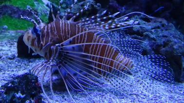 Pterois radiata 2