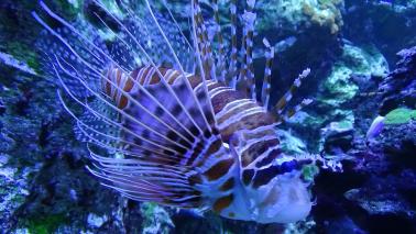 Pterois radiata 9