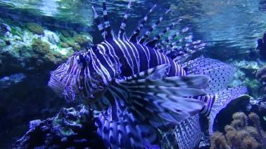 Pterois volitans wiki 12