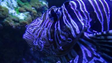 Pterois volitans wiki 13