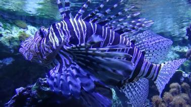 Pterois volitanssss wiki