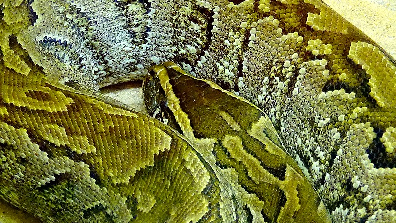 Le python de Séba, plus grand python africain
