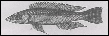 Reganochromis calliurus 1