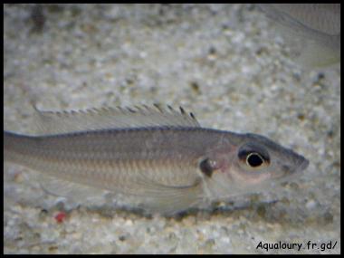 Reganochromis calliurus 2