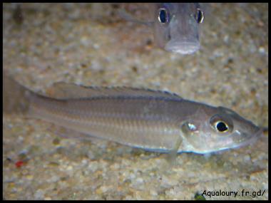 Reganochromis calliurus 3