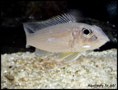 Reganochromis calliurus 4