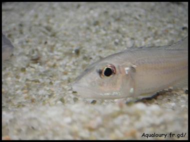 Reganochromis calliurus 5