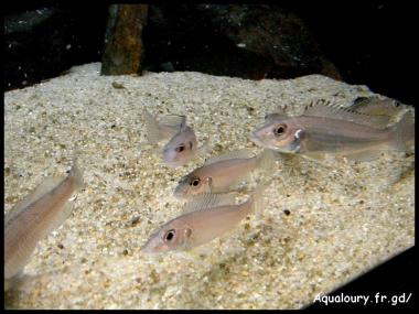 Reganochromis calliurus 6