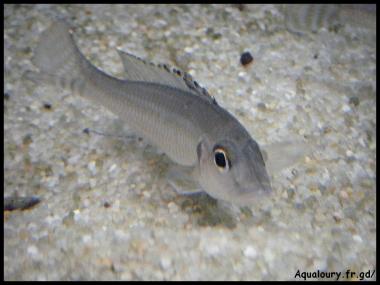 Reganochromis calliurus