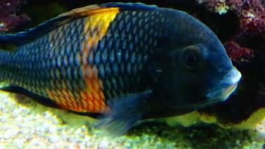 Tropheus bemba wiki 2