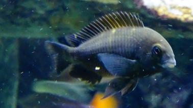 Tropheus bemba wiki 3