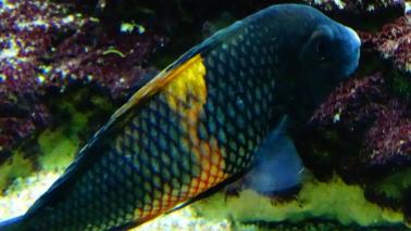 Tropheus bemba wiki 5